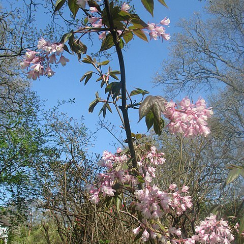 Staphylea holocarpa unspecified picture