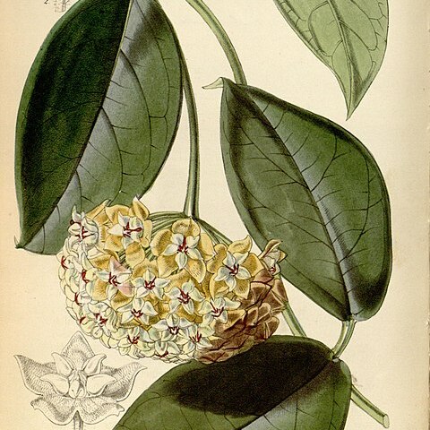 Hoya coriacea unspecified picture