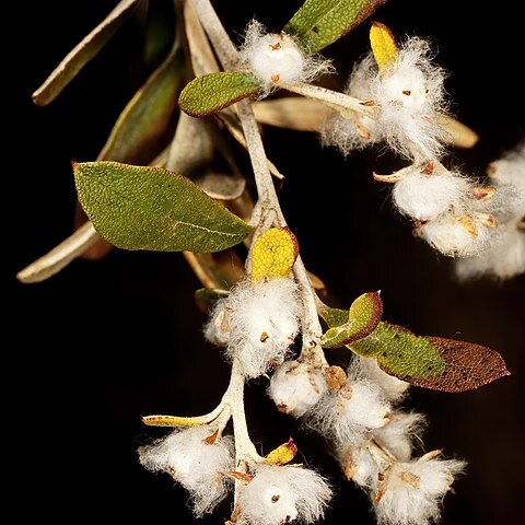 Tarchonanthus parvicapitulatus unspecified picture