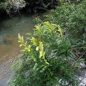 Machaerium aculeatum unspecified picture