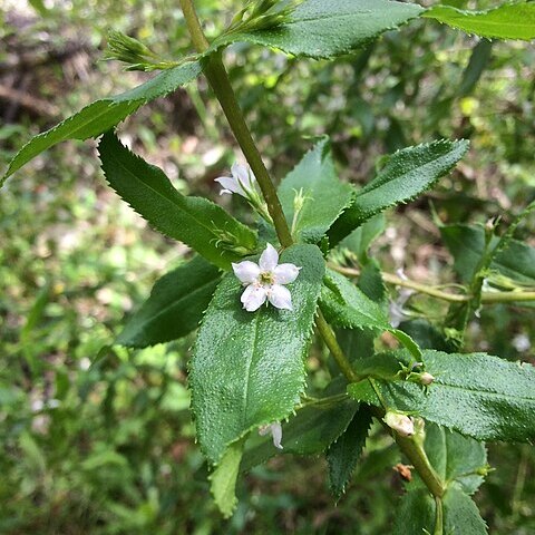 Myoporum oppositifolium unspecified picture