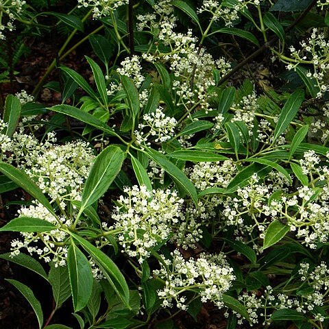 Viburnum henryi unspecified picture