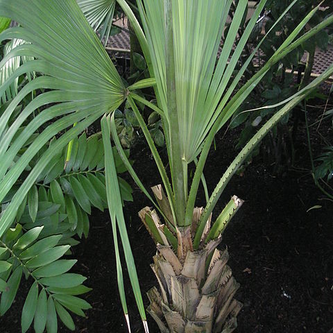 Copernicia hospita unspecified picture