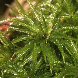 Atrichum unspecified picture