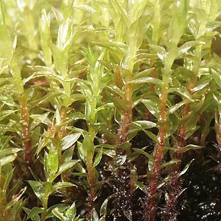 Bryum pseudotriquetrum unspecified picture