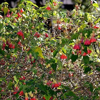 Callianthe unspecified picture