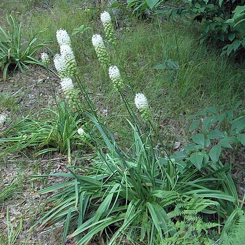 Amianthium unspecified picture