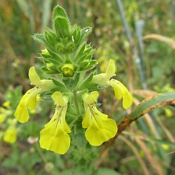 Stachys milani unspecified picture