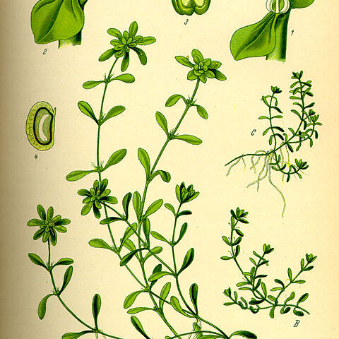 Callitriche unspecified picture
