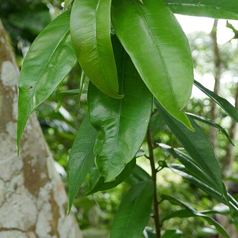 Ficus kamerunensis unspecified picture