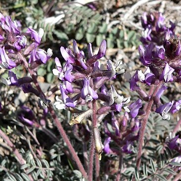 Astragalus minthorniae unspecified picture