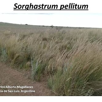 Sorghastrum pellitum unspecified picture