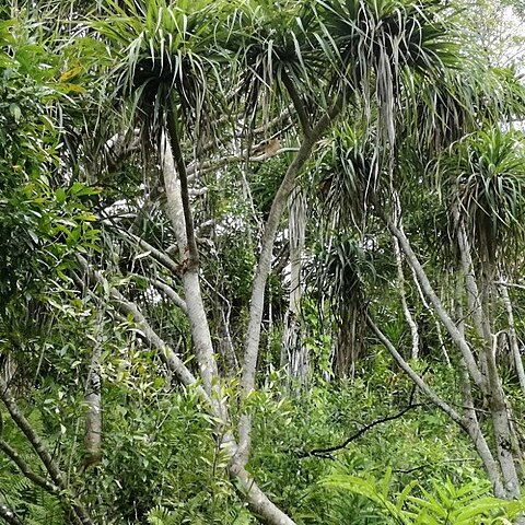 Pandanus tenuifolius unspecified picture