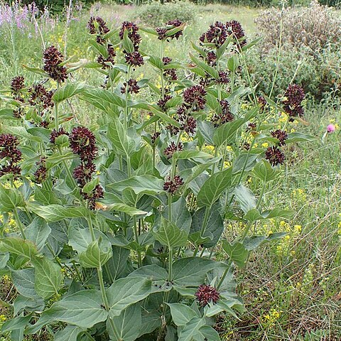Vincetoxicum speciosum unspecified picture
