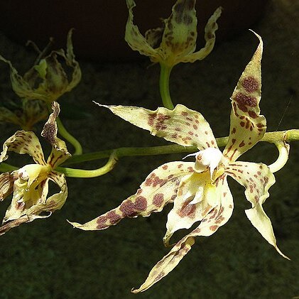 Rhynchostele hortensiae unspecified picture