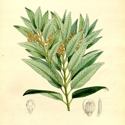Trimenia unspecified picture