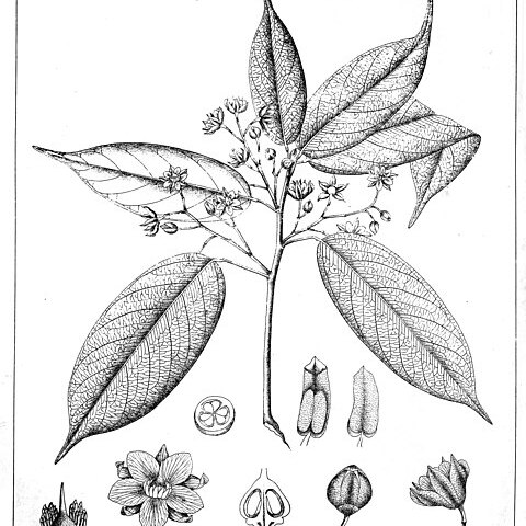 Stemonoporus unspecified picture