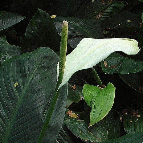 Anthurium bonplandii unspecified picture
