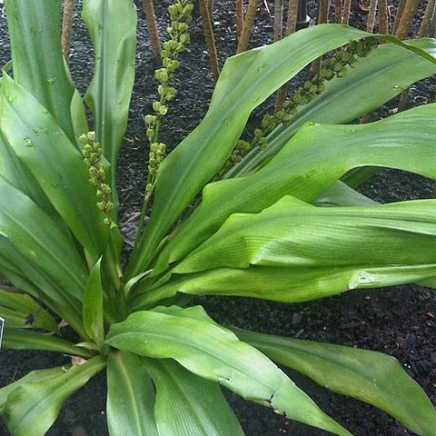 Chlorophytum macrophyllum unspecified picture