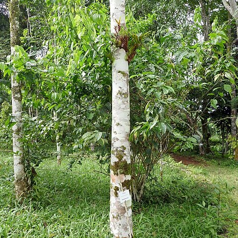 Hernandia beninensis unspecified picture