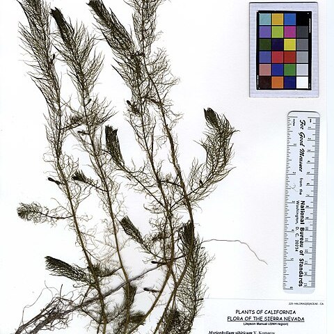 Myriophyllum sibiricum unspecified picture