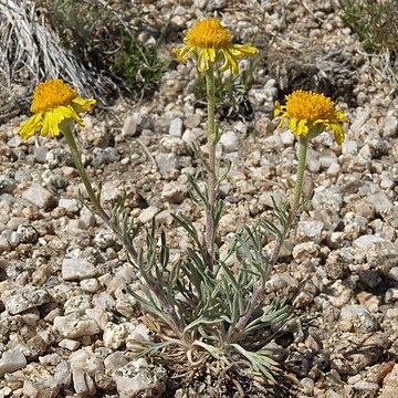 Hymenoxys cooperi unspecified picture