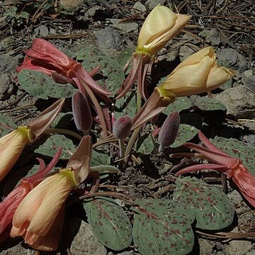 Oenothera xylocarpa unspecified picture