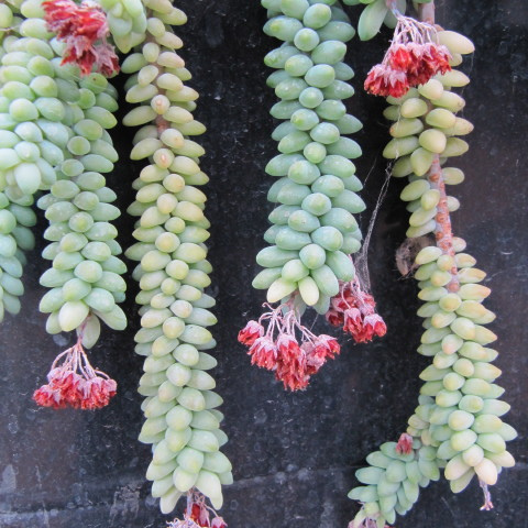 Sedum burrito unspecified picture