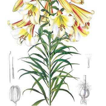 Lilium leucanthum unspecified picture