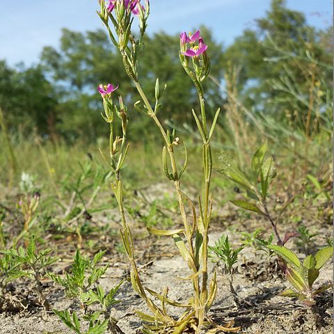 Centaurium uliginosum unspecified picture