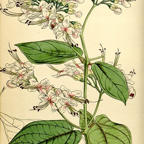Clerodendrum umbellatum unspecified picture