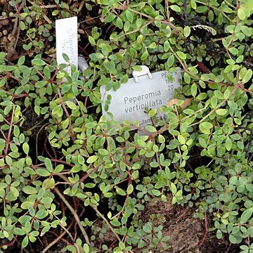 Peperomia verticillata unspecified picture
