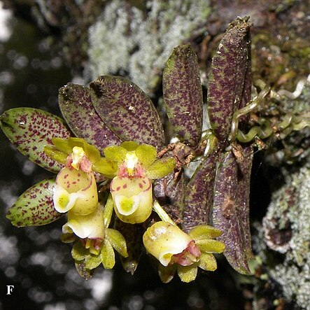 Gastrochilus fuscopunctatus unspecified picture