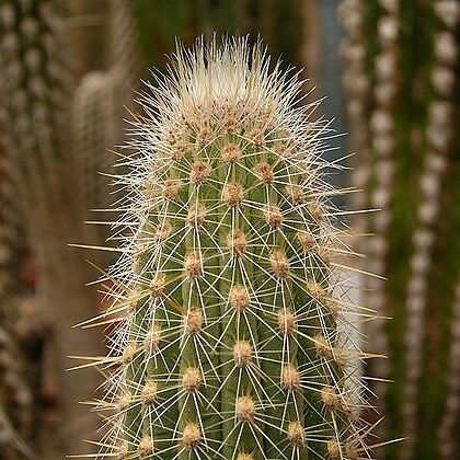 Weberbauerocereus unspecified picture