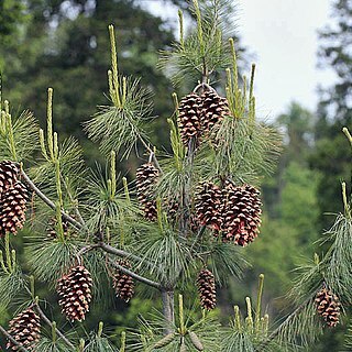 Pinus lawsonii unspecified picture