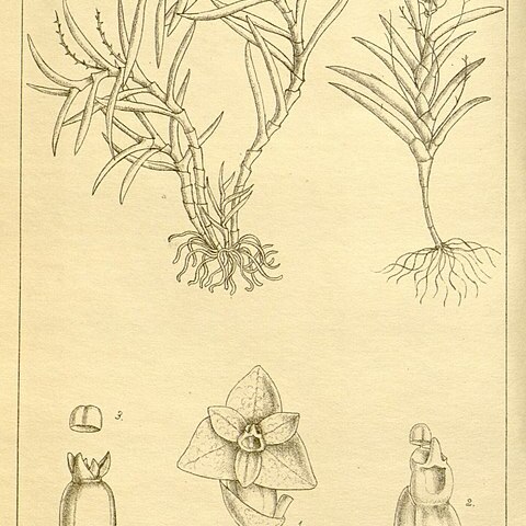 Octarrhena unspecified picture