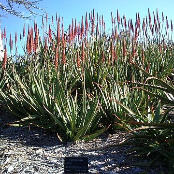 Aloe branddraaiensis unspecified picture