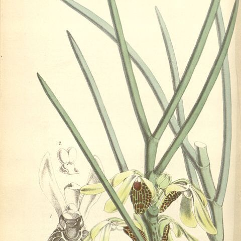 Luisia unspecified picture