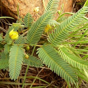 Chamaecrista comosa unspecified picture