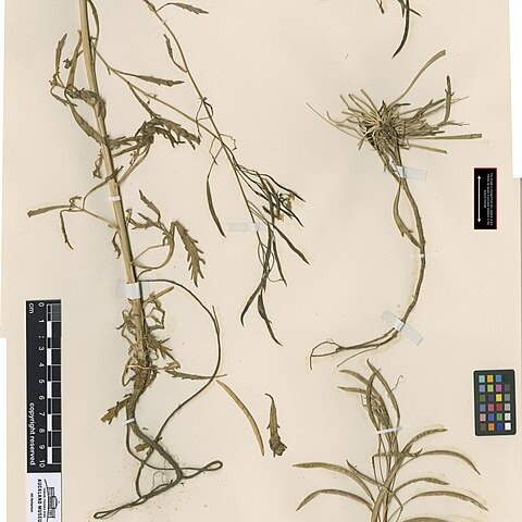 Pachycladon latisiliquum unspecified picture