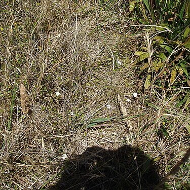 Convolvulus waitaha unspecified picture