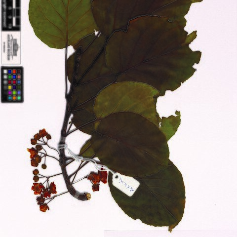 Actinidia rufa unspecified picture