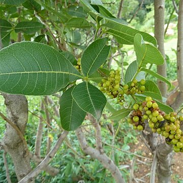 Searsia magalismontana subsp. coddii unspecified picture