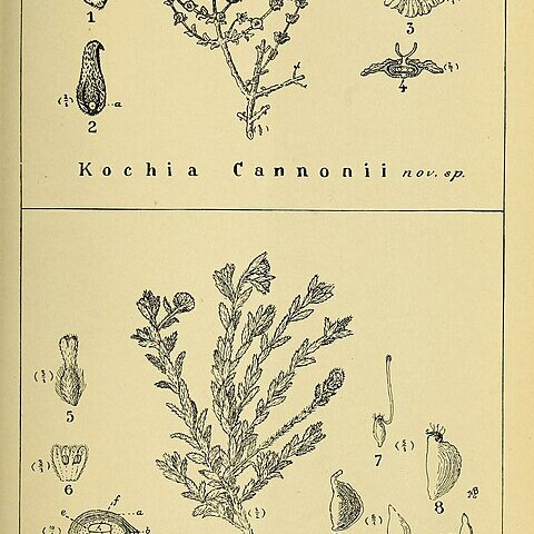 Maireana cannonii unspecified picture