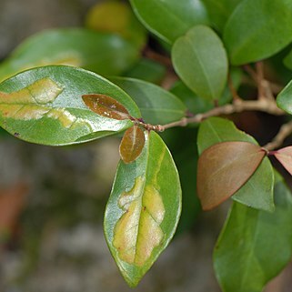Eugenia axillaris unspecified picture