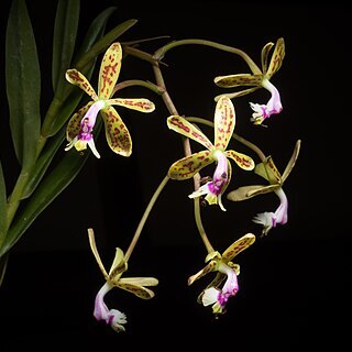 Epidendrum cristatum unspecified picture
