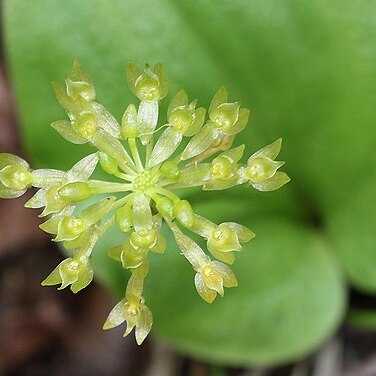 Malaxis brachystachys unspecified picture