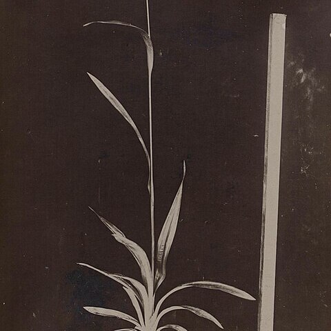 Hypolytrum longifolium unspecified picture