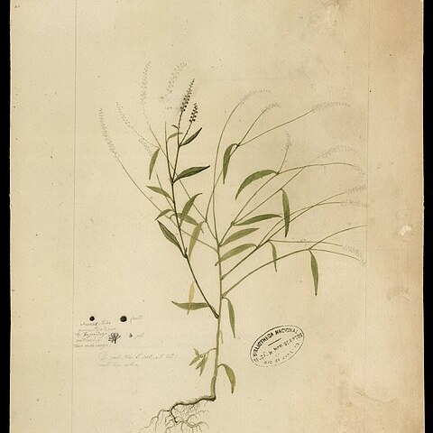 Microtea unspecified picture