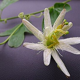 Passiflora setacea unspecified picture